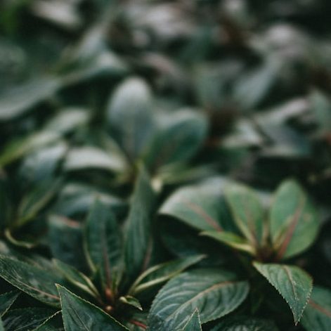Wooden Garden Planters Denbighshire
