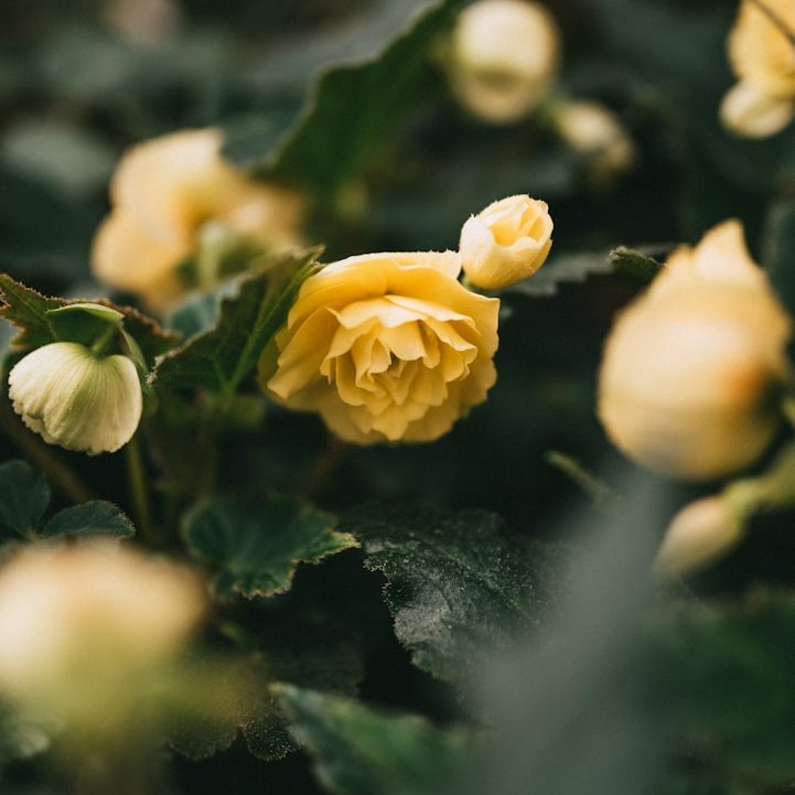 North Wales Planters Conwy
