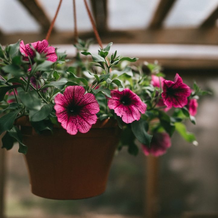 Garden Planters North Wales